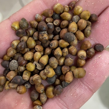 红豆杉种子发芽率百分之八十五
