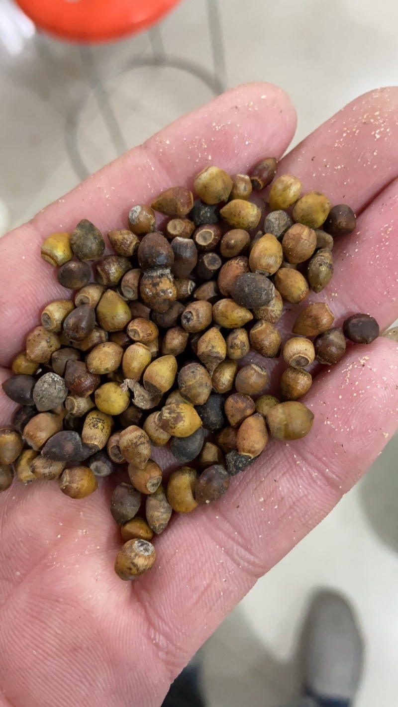 红豆杉种子发芽率百分之八十五