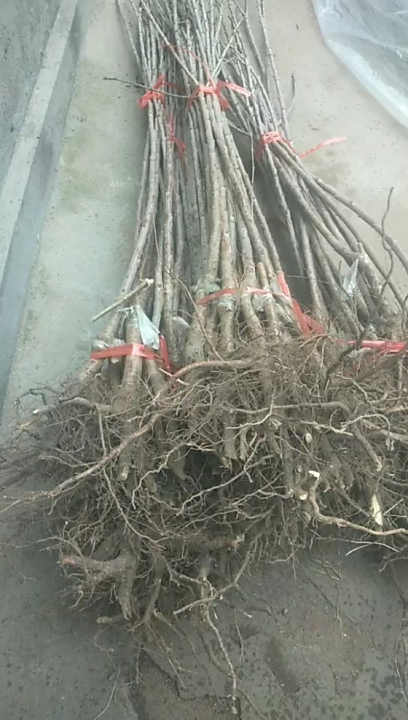 樱桃树苗：俄八：车厘子，美早：大红灯，品种纯正，南北种植