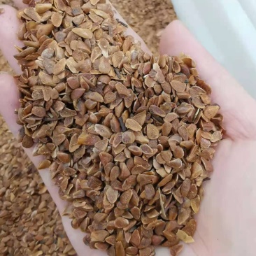 新种子香椿种子红油香椿种子