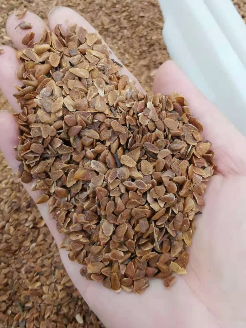 新种子香椿种子红油香椿种子