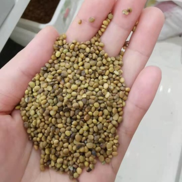 新种子甘草种子发芽率85%。