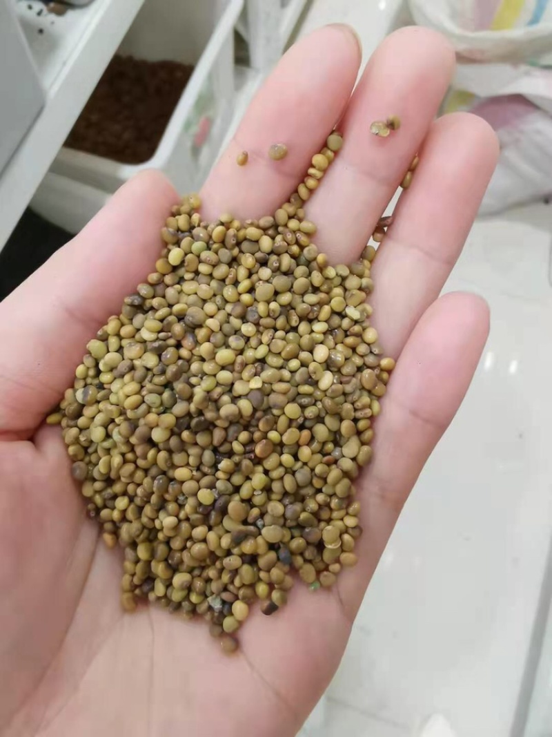 新种子甘草种子发芽率85%。