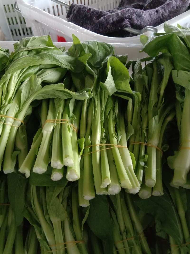 红菜苔白菜苔春菜苔批发可实地考察，欢迎老板咨詢
