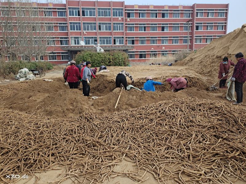 优质辣根种苗出售2021