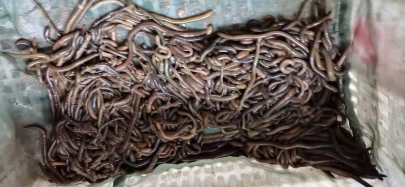 冰冻蚯蚓养殖开口料医药原材料可实地考察