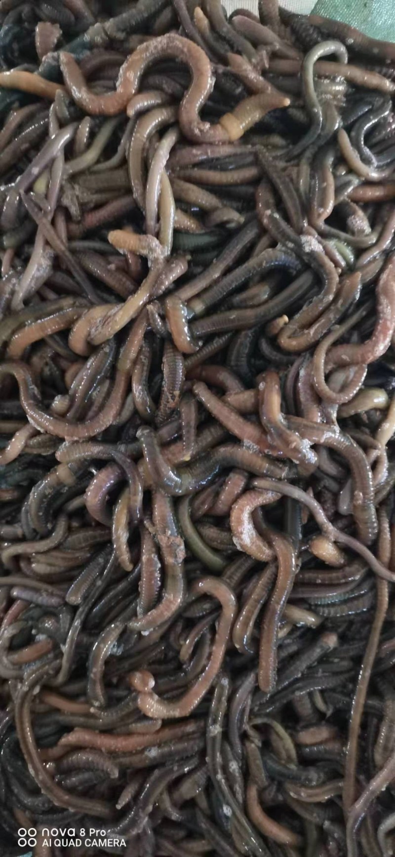 冰冻蚯蚓养殖开口料医药原材料可实地考察