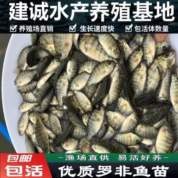 厂家热销罗非鱼苗，广东罗非鱼苗福寿鱼苗海南一号
