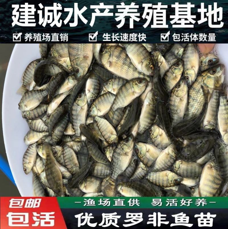 厂家热销罗非鱼苗，广东罗非鱼苗福寿鱼苗海南一号