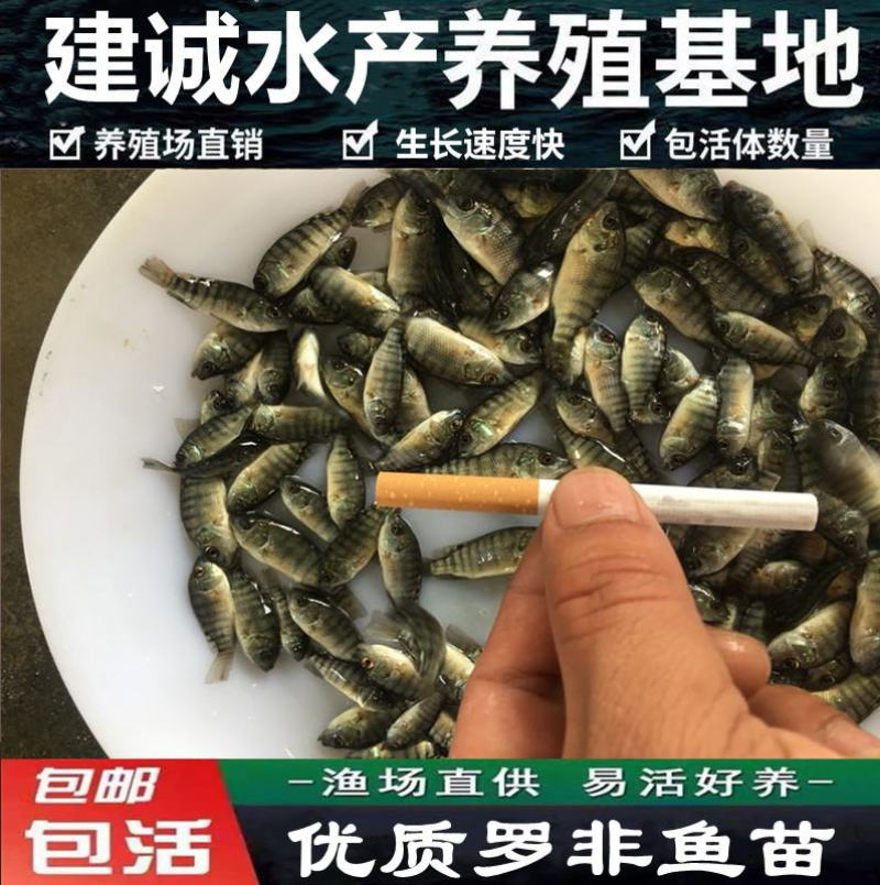 厂家热销罗非鱼苗，广东罗非鱼苗福寿鱼苗海南一号