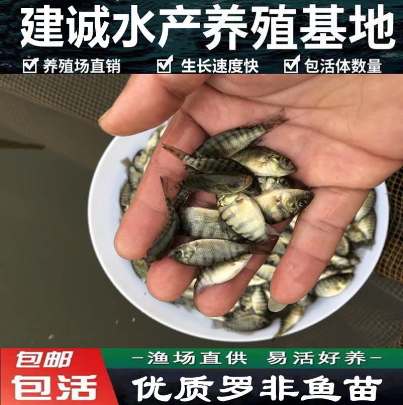 厂家热销罗非鱼苗，广东罗非鱼苗福寿鱼苗海南一号