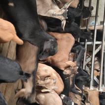 四川本地黑山羊中耳种羊25斤到35斤左右通货
