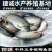 鲫鱼苗中科3号银鲫鱼苗快递包活到家