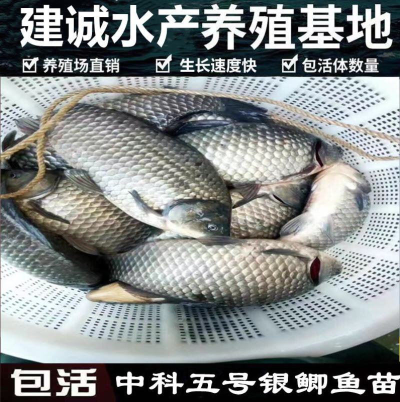 鲫鱼苗中科3号银鲫鱼苗快递包活到家
