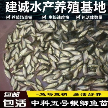 鲫鱼苗中科3号银鲫鱼苗快递包活到家