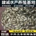 鲫鱼苗中科三号银鲫鱼苗全国包邮发货快递空运