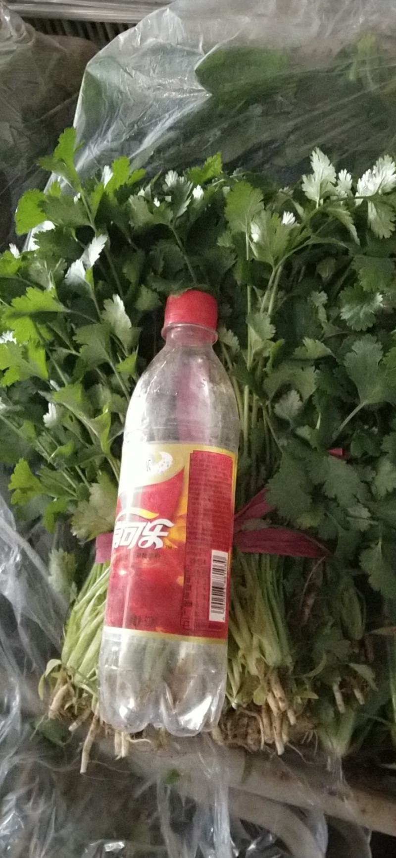 山西精品大叶香菜……