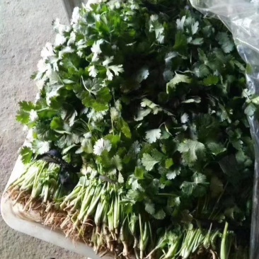 山西精品大叶香菜……