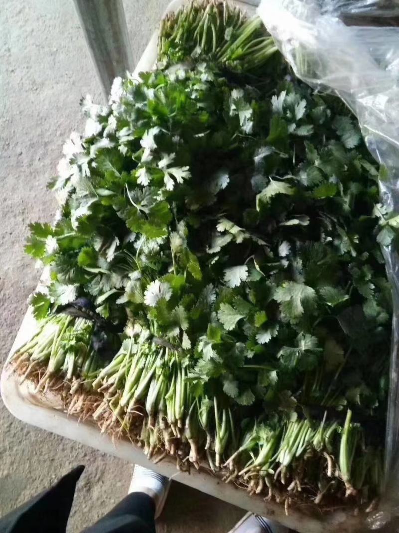 山西精品大叶香菜……