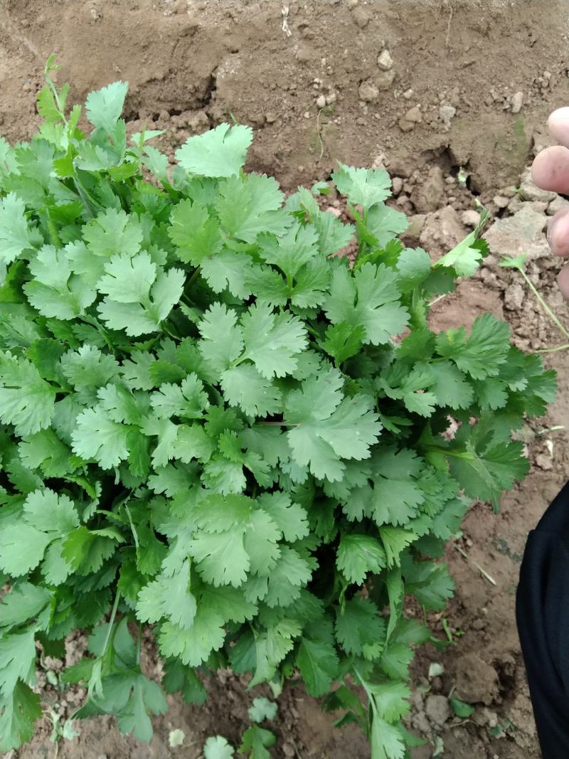 山西精品大叶香菜……