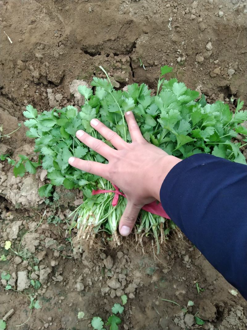 山西精品大叶香菜……