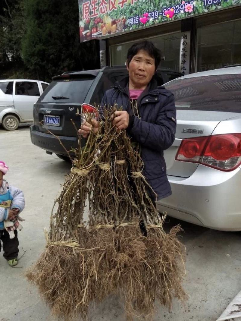 翠玉猕猴桃苗高产味甜抗病耐贮品种特价大优惠