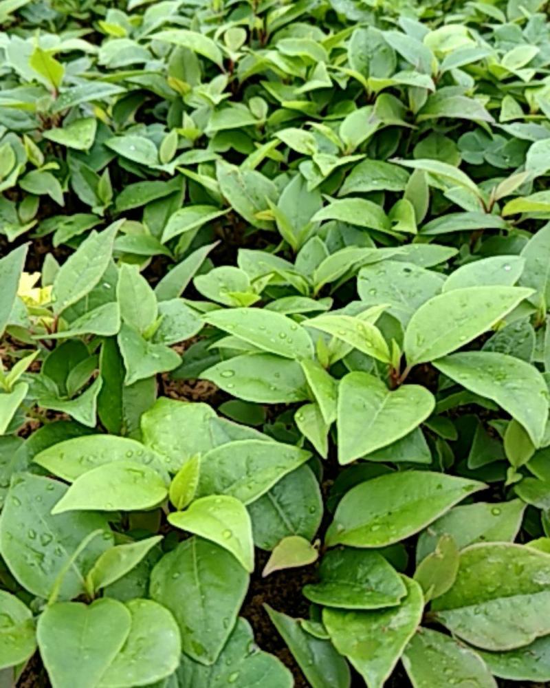 香樟树苗，，香樟小苗芽苗，自家种植全程技术指导