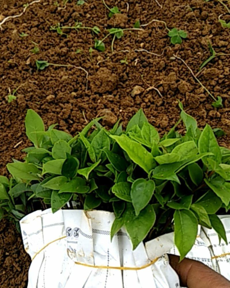 香樟树苗，，香樟小苗芽苗，自家种植全程技术指导