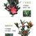 红山茶花四季山茶花嫁接红山茶花苗盆栽阳台四季茶花
