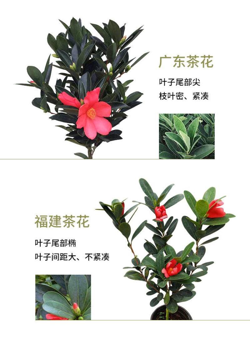 红山茶花四季山茶花嫁接红山茶花苗盆栽阳台四季茶花