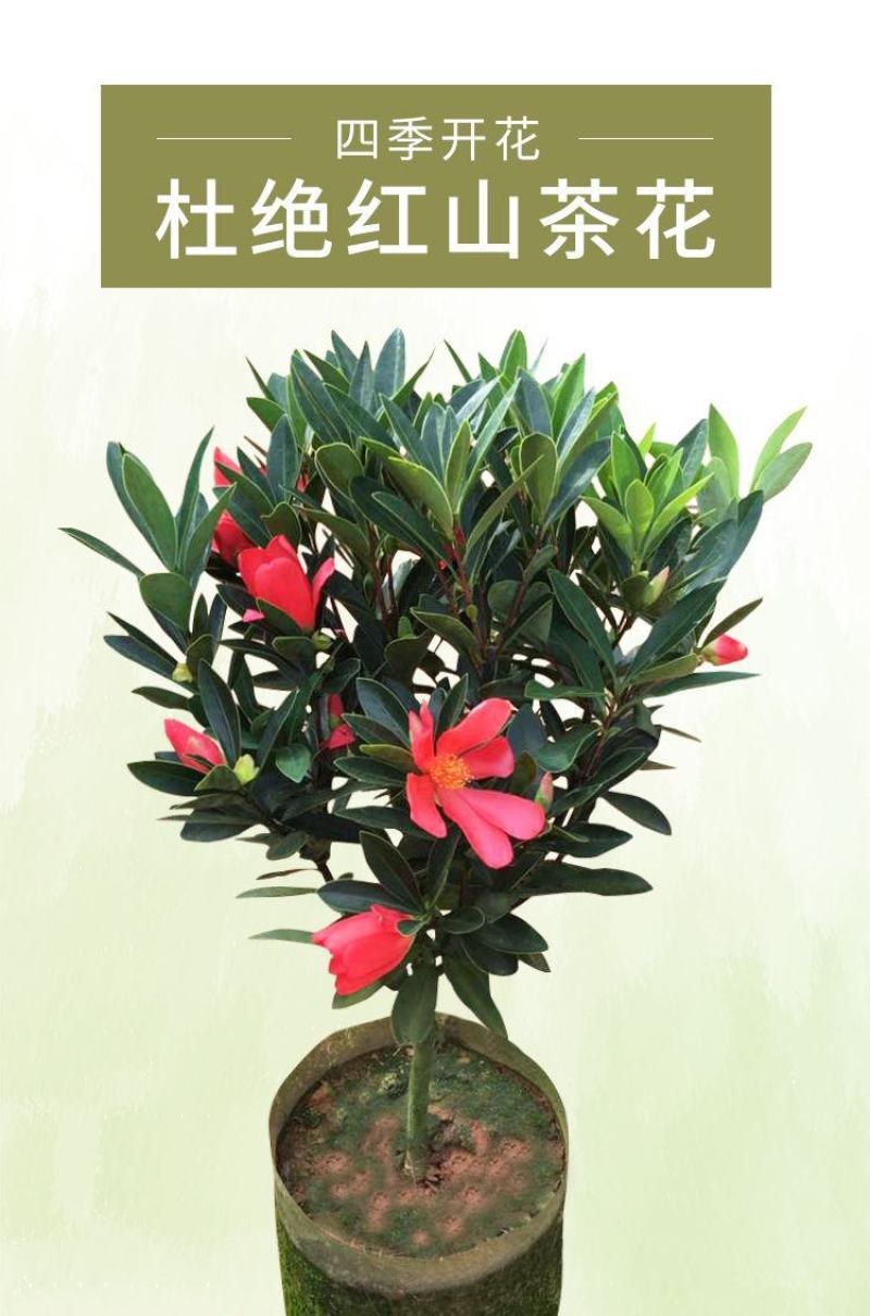 红山茶花四季山茶花嫁接红山茶花苗盆栽阳台四季茶花