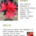 红山茶花四季山茶花嫁接红山茶花苗盆栽阳台四季茶花