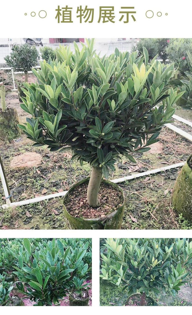 红山茶花四季山茶花嫁接红山茶花苗盆栽阳台四季茶花