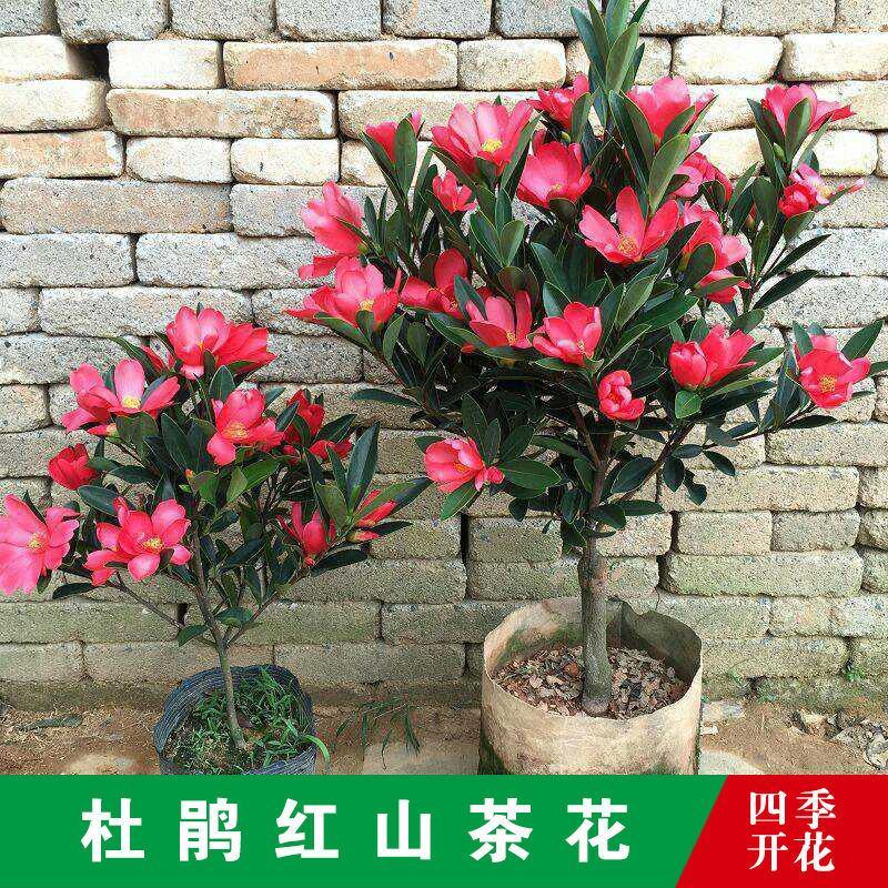 红山茶花四季山茶花嫁接红山茶花苗盆栽阳台四季茶花