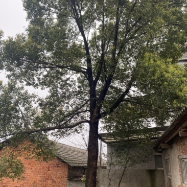 樟树出售出售各种精品树