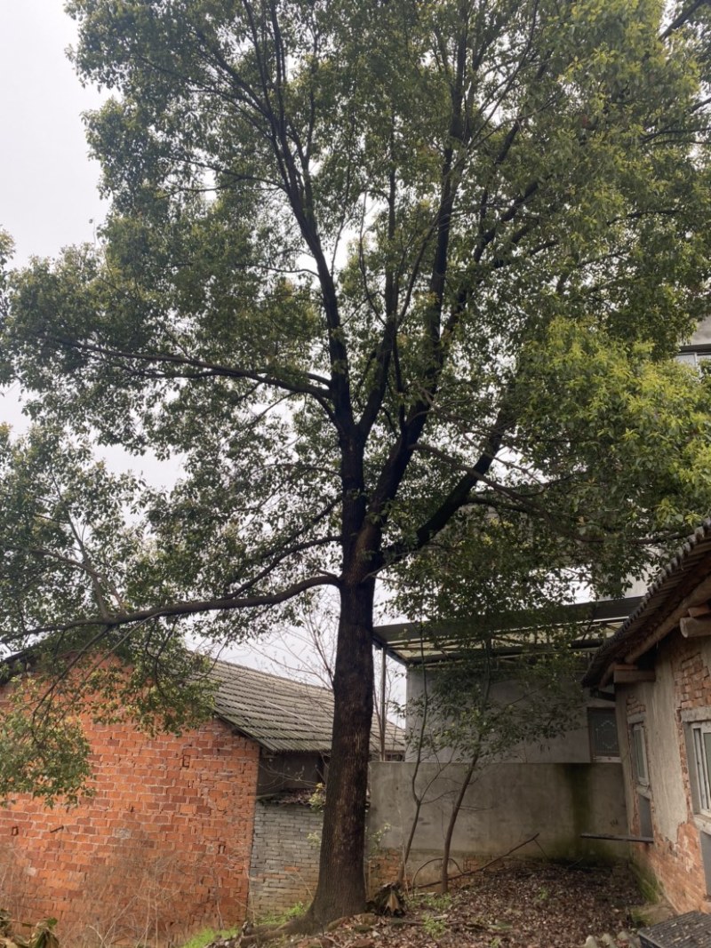 樟树出售出售各种精品树