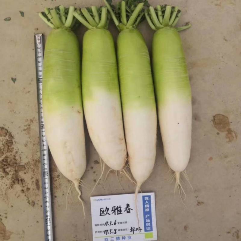 早春萝卜种子欧兰德欧雅春萝卜种子耐寒耐抽苔萝卜种子