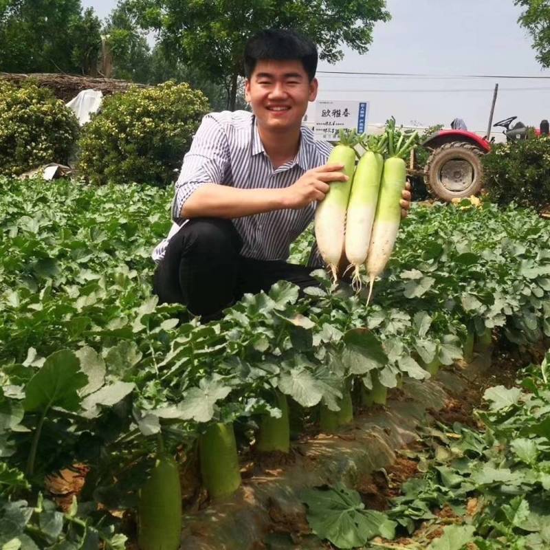 早春萝卜种子欧兰德欧雅春萝卜种子耐寒耐抽苔萝卜种子