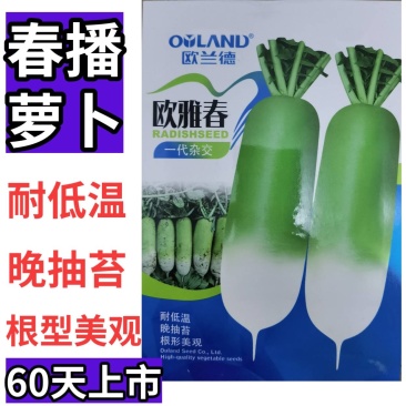 早春萝卜种子欧兰德欧雅春萝卜种子耐寒耐抽苔萝卜种子
