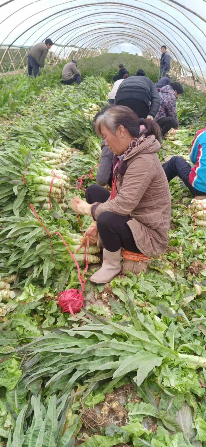 红叶香笋通货，精装竭诚为你服务