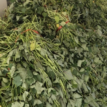 济薯25红薯苗，基地直供，一手货源，量大从优