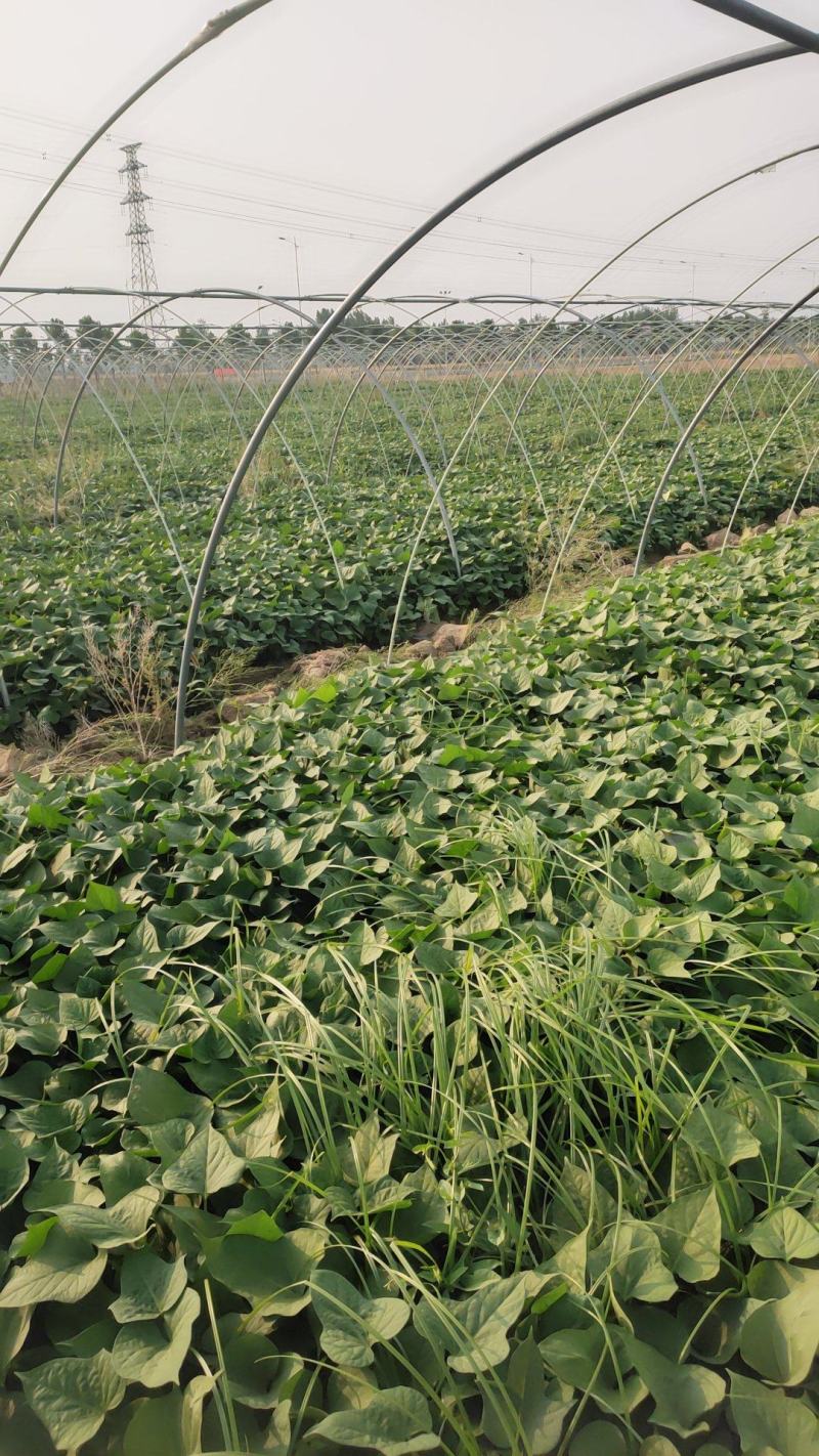 济薯25红薯苗，基地直供，一手货源，量大从优