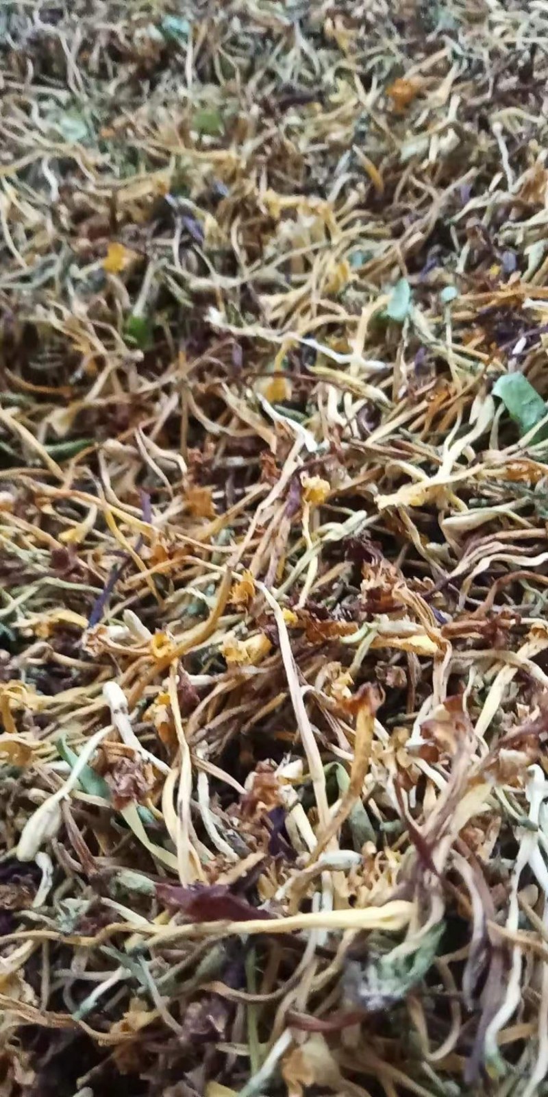 野生金银花需要老板过来看看有现货可以带样品