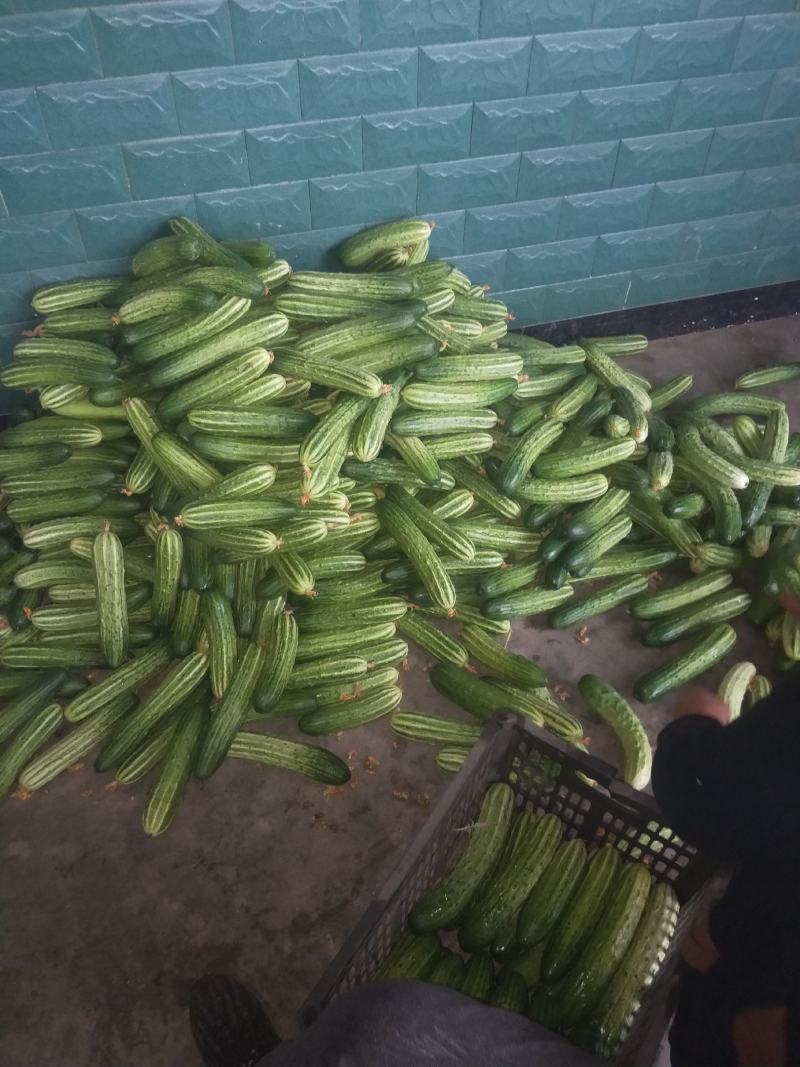 燕白黄瓜，口感好，价格便宜，