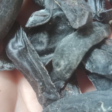 冷背药材鼻涕虫。中药材。各种昆虫都有。