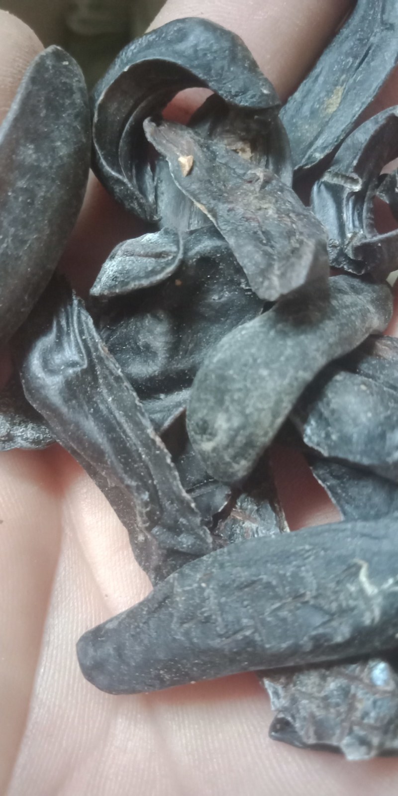冷背药材鼻涕虫。中药材。各种昆虫都有。