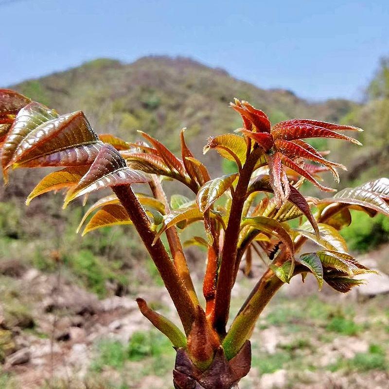 大山农家自产红油头茬香椿芽