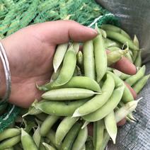 新鲜本地大白豌豆，现摘现卖