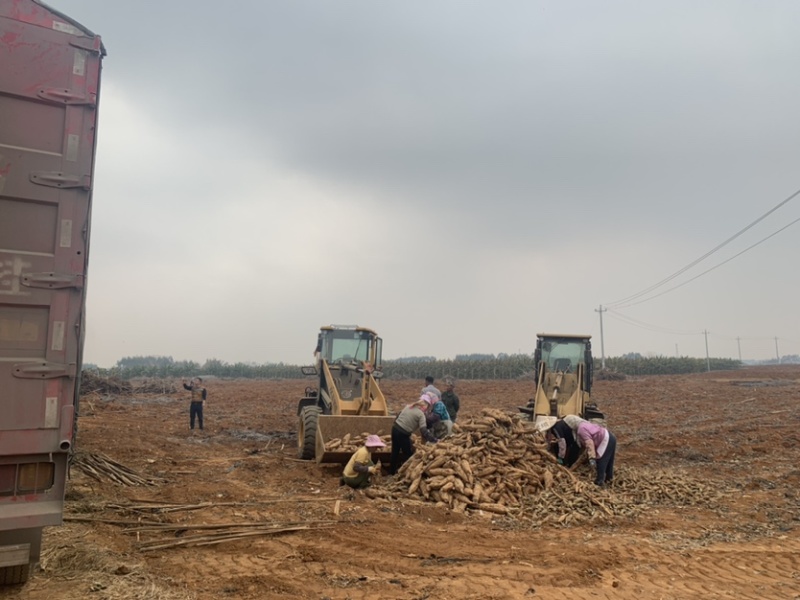 葛根苗葛根种苗粉葛种苗绿化苗木葛根苗无渣粉葛包活包技术