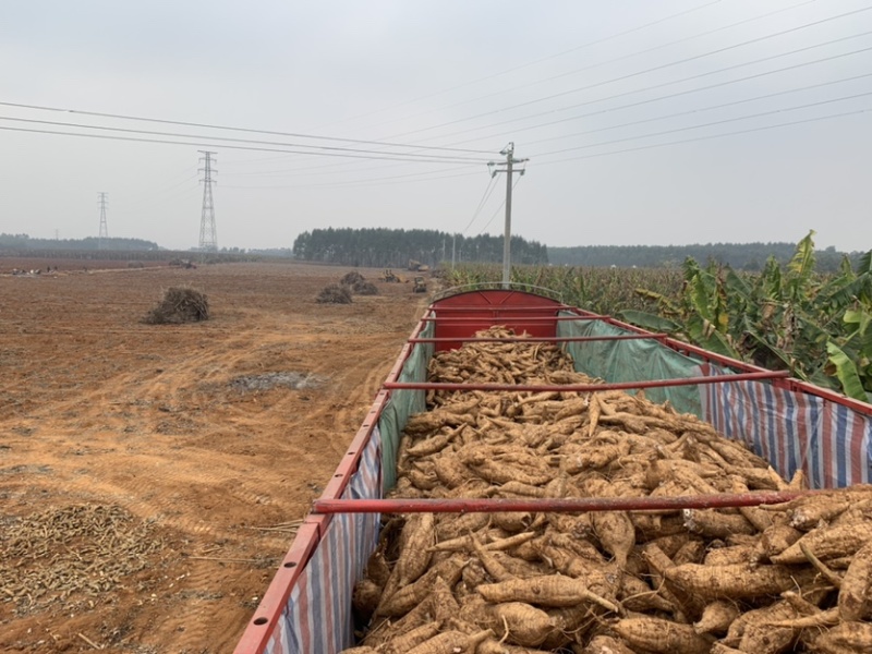 葛根苗葛根种苗粉葛种苗绿化苗木葛根苗无渣粉葛包活包技术
